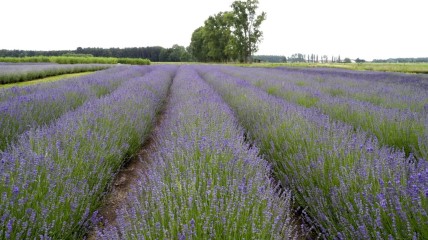 Op bezoek in de Provence van het Meetjesland